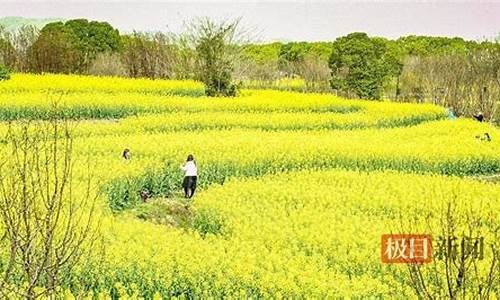 武汉森林公园油菜花在哪,网以太网没有有效