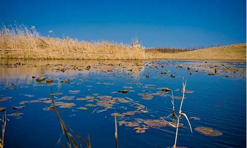 上海湿地公园有哪些景点,上海的湿地公园有哪些