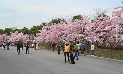 顾村公园樱花节2019_2014年顾村公园樱花节