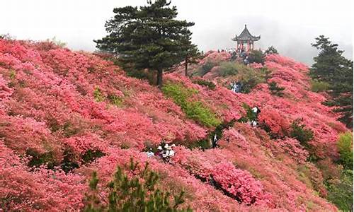 龟山公园杜鹃花海图片,龟山公园杜鹃花海