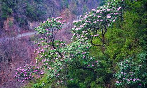 木王森林公园杜鹃花_木王山杜鹃花几月份观看