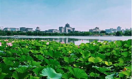 厦门莲花公园附近的住宿,厦门莲花公园附近的住宿有哪些