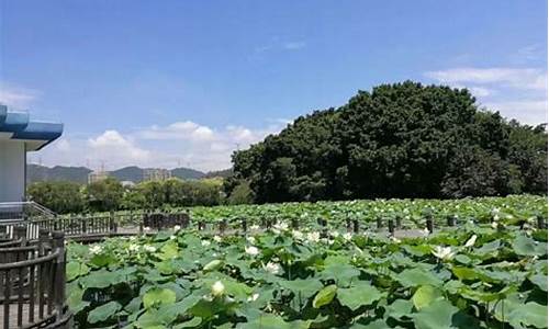 洪湖公园有什么好玩,洪湖公园有开放吗