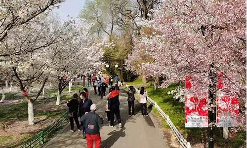 玉渊潭公园樱花节年票_2021年玉渊潭公园樱花最佳观赏时间