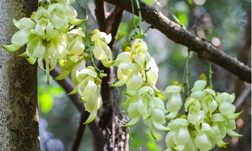 平峦山公园禾雀花位置,平峦山公园简介