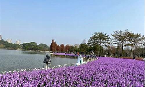 佛山顺锋山公园,佛山顺峰山公园花海