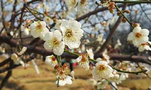 广州萝岗香雪公园梅花_广州萝岗香雪公园梅花节