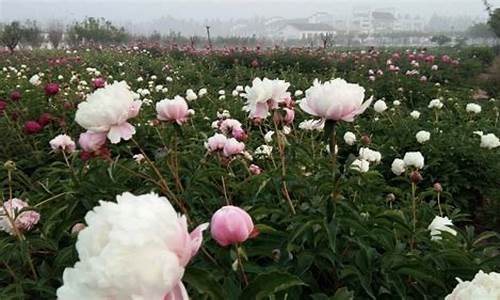 沧州植物园牡丹花开了吗,沧州旅游景点京南